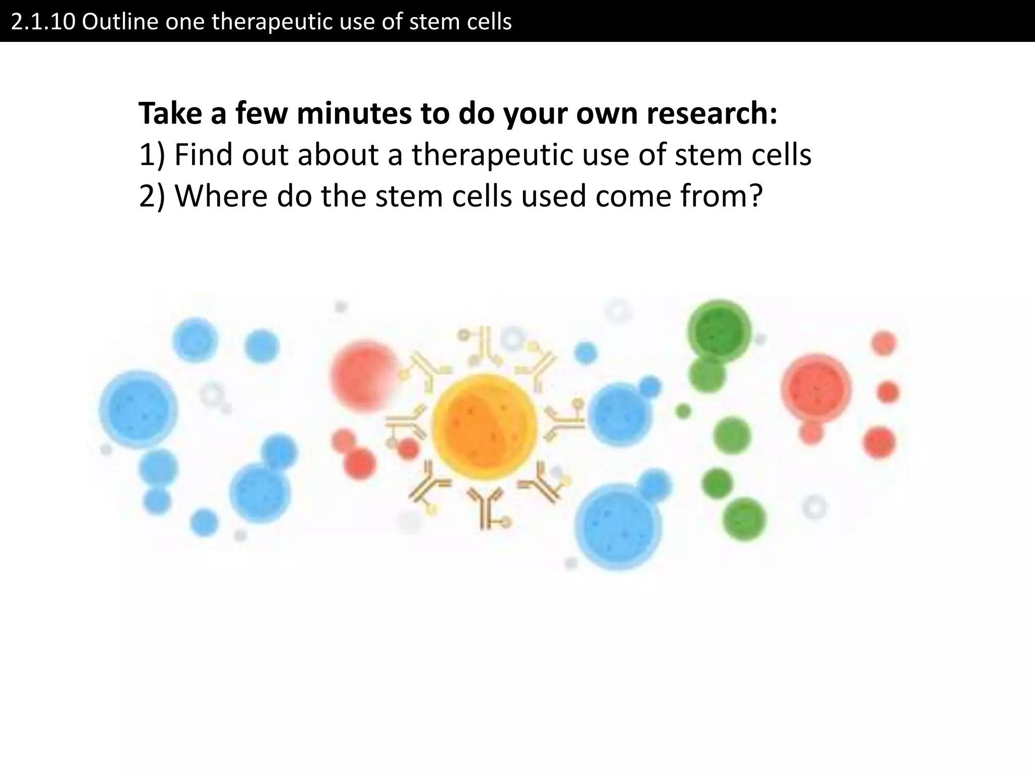 2.1.10 Outline one therapeutic use of stem cells


            Take a few minutes to do your own research:
            1) Find out about a therapeutic use of stem cells
            2) Where do the stem cells used come from?
 