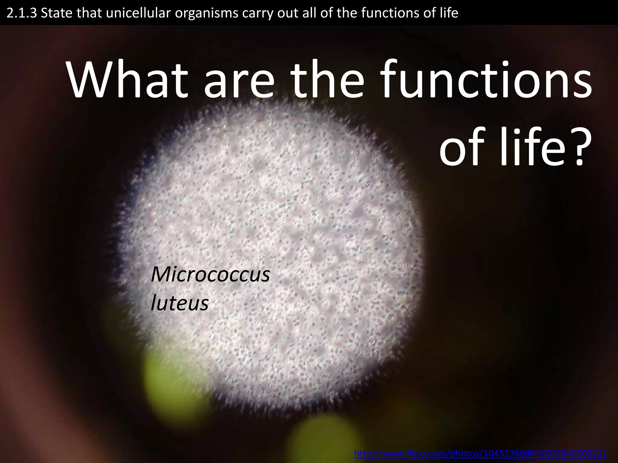 2.1.3 State that unicellular organisms carry out all of the functions of life




         What are the functions
                        of life?

                        Micrococcus
                        luteus




                                                           http://www.flickr.com/photos/10451360@N00/284050321/
 