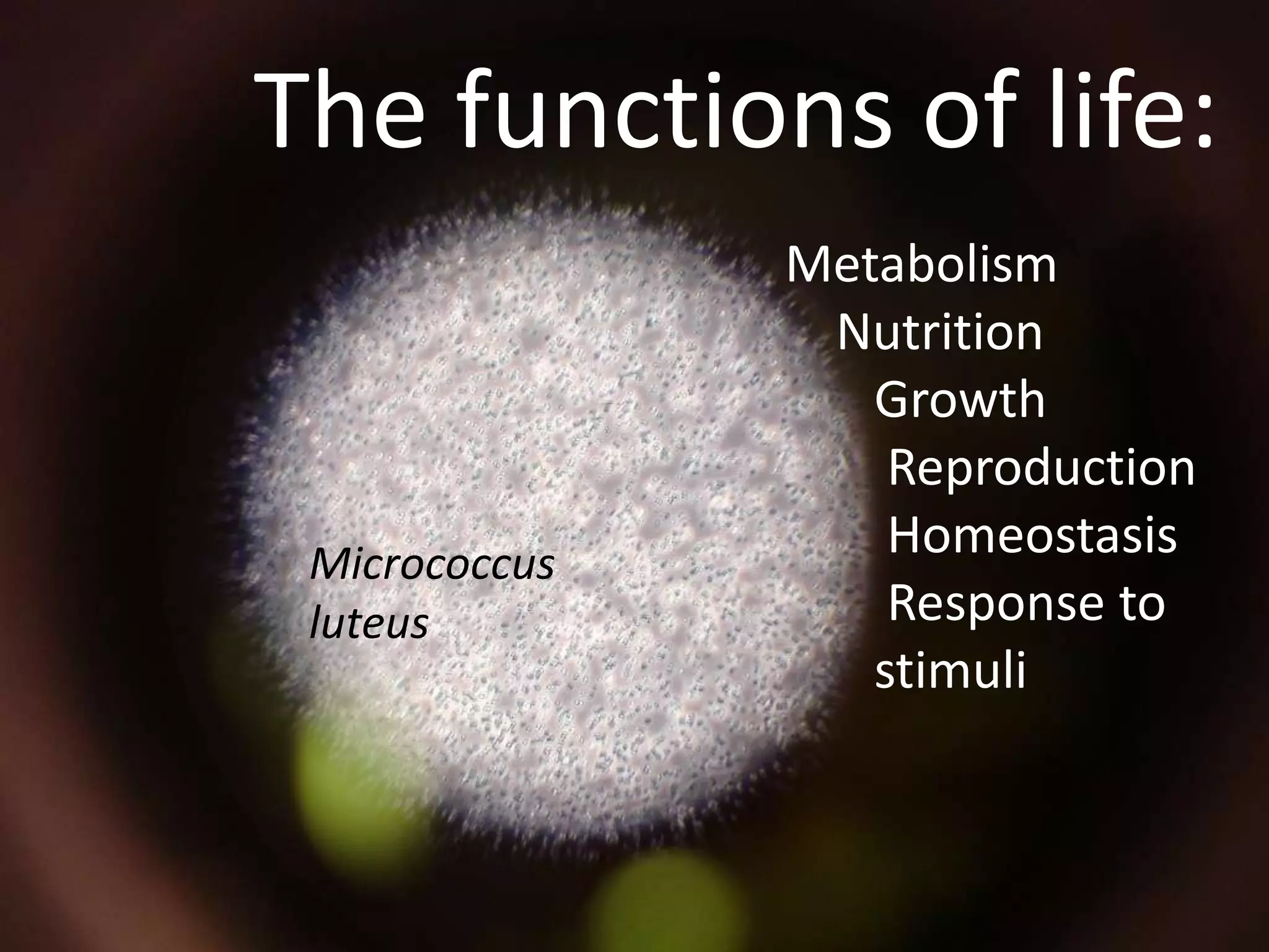 The functions of life:
               Metabolism
                Nutrition
                  Growth
                   Reproduction
 Micrococcus
                   Homeostasis
 luteus            Response to
                  stimuli
 
