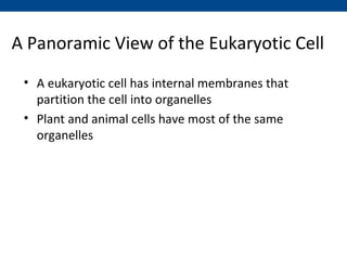 A Panoramic View of the Eukaryotic Cell
 • A eukaryotic cell has internal membranes that
   partition the cell into organelles
 • Plant and animal cells have most of the same
   organelles
 