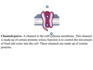 Channels/pores- A channel in the cell's plasma membrane. This channel
is made up of certain proteins whose function is to control the movement
of food and water into the cell. These channels are made up of certain
proteins.
 