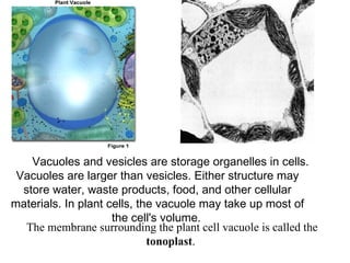         Vacuoles and vesicles are storage organelles in cells.
   Vacuoles are larger than vesicles. Either structure may
     store water, waste products, food, and other cellular
 materials. In plant cells, the vacuole may take up most of
                      the cell's volume.
      The membrane surrounding the plant cell vacuole is called the
                              tonoplast.
 