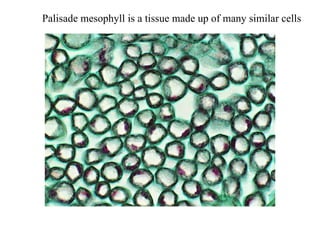 Palisade mesophyll is a tissue made up of many similar cells
 