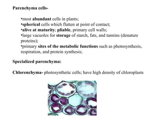 Parenchyma cells-

    •most abundant cells in plants;
    •spherical cells which flatten at point of contact;
    •alive at maturity; pliable, primary cell walls;
    •large vacuoles for storage of starch, fats, and tannins (denature
    proteins);
    •primary sites of the metabolic functions such as photosynthesis,
    respiration, and protein synthesis;

Specialized parenchyma:

Chlorenchyma- photosynthetic cells; have high density of chloroplasts
 