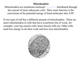 Mitochondria
 Mitochondria are membrane-enclosed organelles distributed through
   the cytosol of most eukaryotic cells. Their main function is the
   conversion of the potential energy of food molecules into ATP.

Every type of cell has a different amount of mitochondria.. There are
more mitochondria in cells that have to perform lots of work, for
example- your leg muscle cells, heart muscle cells etc. Other cells
need less energy to do their work and have less mitochondria.
 