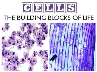 cells
The Building Blocks of Life
 