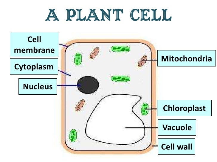 Cells