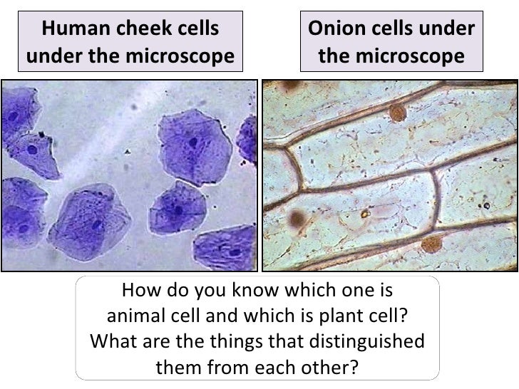Diagram Of Plant And Animal Cell Under Microscope Gallery 