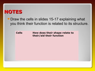 NOTES
Draw  the cells in slides 15-17 explaining what
 you think their function is related to its structure.

    Cells       How does their shape relate to
                their/aid their function
 