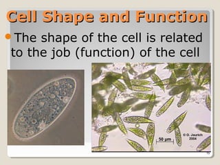 Cell Shape and Function
The shape of the cell is related
to the job (function) of the cell




                                    15
 
