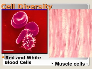 Cell Diversity




Redand White
Blood Cells     • Muscle cells   16
 