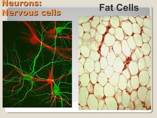 Neurons:
Nervous cells
                Fat Cells




                            17
 