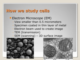 How we study cells
 Electron    Microscope (EM)
  ◦   View smaller than 0.5 micrometers
  ◦   Specimen coated in thin layer of metal
  ◦   Electron beam used to create image
  ◦   TEM (transmission)
  ◦   SEM (scanning) – 3D surface image
 
