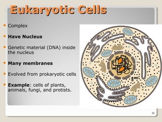 Eukaryotic Cells
   Complex

   Have Nucleus

   Genetic material (DNA) inside
    the nucleus

   Many membranes

   Evolved from prokaryotic cells

   Example: cells of plants,
    animals, fungi, and protists.



                                     23
 