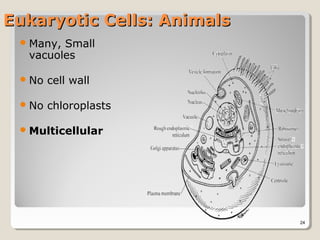 Eukaryotic Cells: Animals
  Many,Small
  vacuoles

  No   cell wall

  No   chloroplasts

  Multicellular




                            24
 