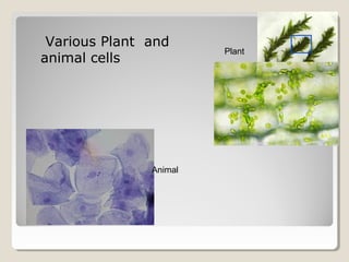 Various Plant and
                        Plant
animal cells




               Animal
 