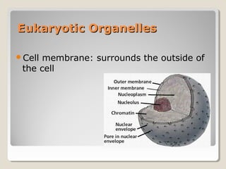 Eukaryotic Organelles

Cell membrane: surrounds the outside of
 the cell
 