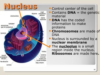 Nucleus    Control center   of the cell
           Contains DNA     = the genetic
            material
           DNA has the coded
            information to make
            proteins
           Chromosomes are made of
            DNA
           Nucleus is surrounded by a
            nuclear membrane
           The nucleolus is a small
            region inside the nucleus.
            Ribosomes are made here.



                                      28
 