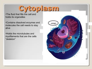 Cytoplasm
•The fluid that fills the cell and
holds its organelles

•Contains dissolved enzymes and
molecules the cell needs to stay
alive

•Holds the microtubules and
myofilaments that are the cells
“skeleton”
 