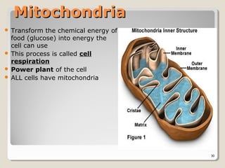 Mitochondria
 Transform the chemical energy of
  food (glucose) into energy the
  cell can use
 This process is called cell
  respiration
 Power plant of the cell
 ALL cells have mitochondria




                                     30
 