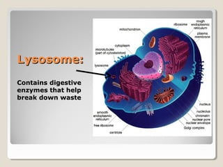 Lysosome:
Contains digestive
enzymes that help
break down waste
 