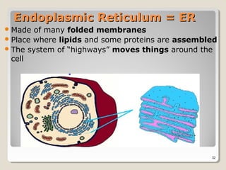 Endoplasmic Reticulum = ER
 Made  of many folded membranes
 Place where lipids and some proteins are assembled
 The system of “highways” moves things around the
  cell




                                                  32
 