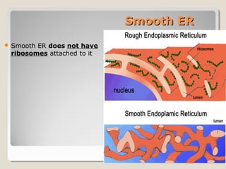 Smooth ER
   Smooth ER does not have
    ribosomes attached to it




                                           33
 