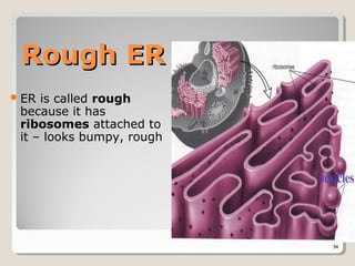 Rough ER
 ER is called rough
 because it has
 ribosomes attached to
 it – looks bumpy, rough




                           34
 