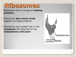 Ribosomes
   Ribosomes are in charge of making
    proteins.

   Ribosomes join amino acids
    together to make proteins

   Ribosomes are located free in the
    cytoplasm OR attached to the
    endoplasmic reticulum




                                        35
 