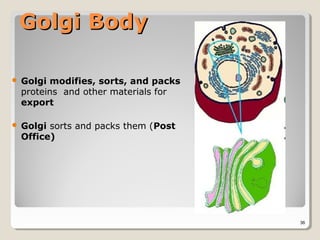 Golgi Body

   Golgi modifies, sorts, and packs
    proteins and other materials for
    export

   Golgi sorts and packs them (Post
    Office)




                                       36
 