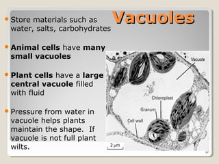  Storematerials such as
 water, salts, carbohydrates
                               Vacuoles
 Animalcells have many
 small vacuoles

 Plant cells have a large
 central vacuole filled
 with fluid

 Pressurefrom water in
 vacuole helps plants
 maintain the shape. If
 vacuole is not full plant
 wilts.
                                          37
 