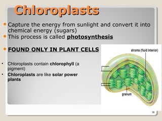 Chloroplasts
 Capture  the energy from sunlight and convert it into
  chemical energy (sugars)
 This process is called photosynthesis

 FOUND       ONLY IN PLANT CELLS

• Chloroplasts contain chlorophyll (a
  pigment)
• Chloroplasts are like solar power
  plants




                                                          38
 