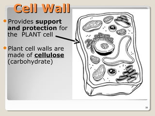 Cell Wall
Providessupport
 and protection for
 the PLANT cell

Plantcell walls are
 made of cellulose
 (carbohydrate)




                       39
 