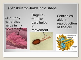 Cytoskeleton-holds hold shape

               Flagella-          Centrioles-
Cilia –tiny    tail-like          aids in
hairs that     part helps         reproduction
helps in       in                 of the cell
movement       movement
 
