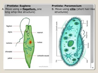 Protista: Euglena            Protista: Paramecium
A. Move using a flagellum, one   B. Move using cilia (short hair-like
  long whip-like structure)        structures)




                                                                  45
 