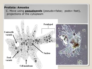 Protista: Amoeba
 C. Move using pseudopods (pseudo=false; pods= feet),
  projections of the cytoplasm




                                                        46
 