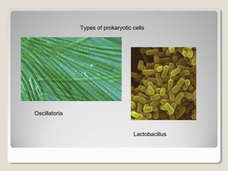 Types of prokaryotic cells




Oscillatoria


                                    Lactobacillus
 