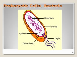 Prokaryotic Cells: Bacteria




                              49
 