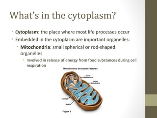 What’s in the cytoplasm?
• Cytoplasm: the place where most life processes occur
• Embedded in the cytoplasm are important organelles:
  • Mitochondria: small spherical or rod-shaped
    organelles
     • Involved in release of energy from food substances during cell
       respiration
 