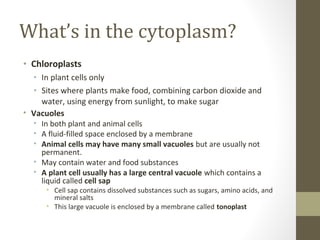 What’s in the cytoplasm?
• Chloroplasts
  • In plant cells only
  • Sites where plants make food, combining carbon dioxide and
    water, using energy from sunlight, to make sugar
• Vacuoles
  • In both plant and animal cells
  • A fluid-filled space enclosed by a membrane
  • Animal cells may have many small vacuoles but are usually not
    permanent.
  • May contain water and food substances
  • A plant cell usually has a large central vacuole which contains a
    liquid called cell sap
      • Cell sap contains dissolved substances such as sugars, amino acids, and
        mineral salts
      • This large vacuole is enclosed by a membrane called tonoplast
 