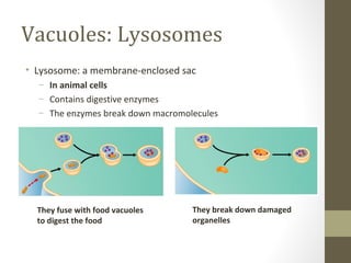 Vacuoles: Lysosomes
• Lysosome: a membrane-enclosed sac
  – In animal cells
  – Contains digestive enzymes
  – The enzymes break down macromolecules




  They fuse with food vacuoles     They break down damaged
  to digest the food               organelles
 