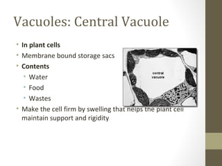 Vacuoles: Central Vacuole
• In plant cells
• Membrane bound storage sacs
• Contents
   • Water
   • Food
   • Wastes
• Make the cell firm by swelling that helps the plant cell
  maintain support and rigidity
 