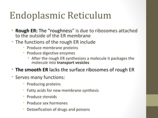 Endoplasmic Reticulum
• Rough ER: The “roughness” is due to ribosomes attached
  to the outside of the ER membrane
• The functions of the rough ER include
     • Produce membrane proteins
     • Produce digestive enzymes
       • After the rough ER synthesizes a molecule it packages the
         molecule into transport vesicles
• The smooth ER lacks the surface ribosomes of rough ER
• Serves many functions:
     •   Producing proteins
     •   Fatty acids for new membrane synthesis
     •   Produce steroids
     •   Produce sex hormones
     •   Detoxification of drugs and poisons
 