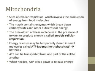 Mitochondria
• Sites of cellular respiration, which involves the production
  of energy from food molecules
• The matrix contains enzymes which break down
  carbohydrates and other nutrients for energy.
• The breakdown of these molecules in the presence of
  oxygen to produce energy is called aerobic cellular
  respiration.
• Energy releases may be temporarily stored in small
  molecules called ATP (adenosine triphosphate) 
  batteries
• ATP can be transported from one part of the cell to
  another
• When needed, ATP break down to release energy
 