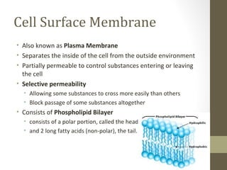 Cell Surface Membrane
• Also known as Plasma Membrane
• Separates the inside of the cell from the outside environment
• Partially permeable to control substances entering or leaving
  the cell
• Selective permeability
  • Allowing some substances to cross more easily than others
  • Block passage of some substances altogether
• Consists of Phospholipid Bilayer
  • consists of a polar portion, called the head,
  • and 2 long fatty acids (non-polar), the tail.
 