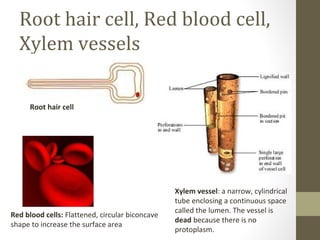 Root hair cell, Red blood cell,
  Xylem vessels

     Root hair cell




                                                 Xylem vessel: a narrow, cylindrical
                                                 tube enclosing a continuous space
                                                 called the lumen. The vessel is
Red blood cells: Flattened, circular biconcave
                                                 dead because there is no
shape to increase the surface area
                                                 protoplasm.
 