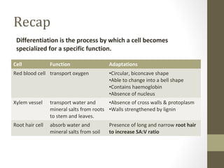 Recap
 Differentiation is the process by which a cell becomes
 specialized for a specific function.

Cell             Function                  Adaptations
Red blood cell transport oxygen            •Circular, biconcave shape
                                           •Able to change into a bell shape
                                           •Contains haemoglobin
                                           •Absence of nucleus
Xylem vessel     transport water and      •Absence of cross walls & protoplasm
                 mineral salts from roots •Walls strengthened by lignin
                 to stem and leaves.
Root hair cell   absorb water and          Presence of long and narrow root hair
                 mineral salts from soil   to increase SA:V ratio
 