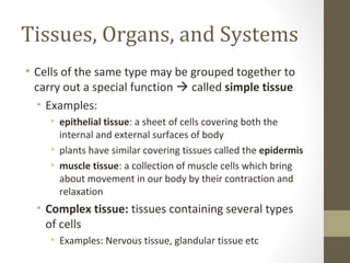 Tissues, Organs, and Systems
• Cells of the same type may be grouped together to
  carry out a special function  called simple tissue
  • Examples:
    • epithelial tissue: a sheet of cells covering both the
      internal and external surfaces of body
    • plants have similar covering tissues called the epidermis
    • muscle tissue: a collection of muscle cells which bring
      about movement in our body by their contraction and
      relaxation
  • Complex tissue: tissues containing several types
    of cells
    • Examples: Nervous tissue, glandular tissue etc
 