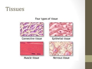 Tissues
 