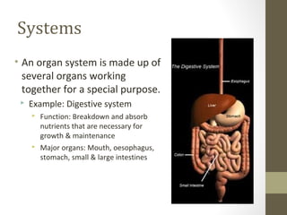 Systems
• An organ system is made up of
  several organs working
  together for a special purpose.
    Example: Digestive system
        Function: Breakdown and absorb
         nutrients that are necessary for
         growth & maintenance
        Major organs: Mouth, oesophagus,
         stomach, small & large intestines
 
